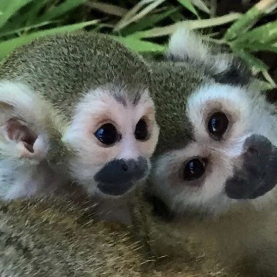 Les singes écureuil au Jardin Zoologique Tropical à La Londe les Maures