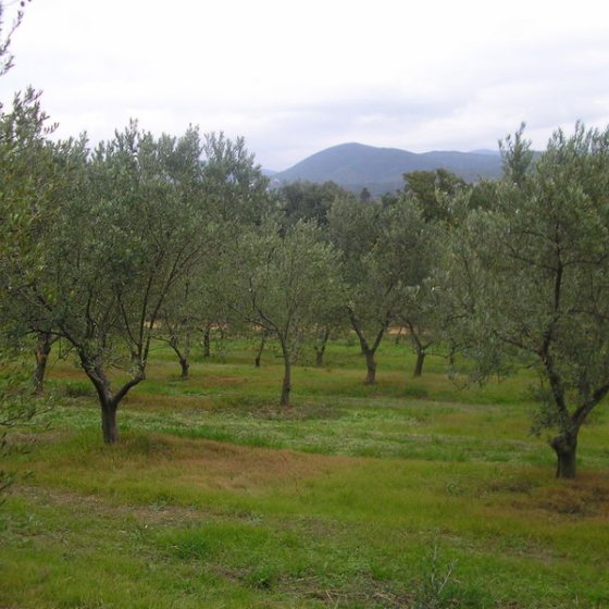 Domaine