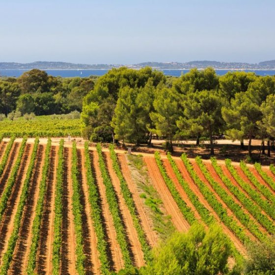 Vignes Figuière